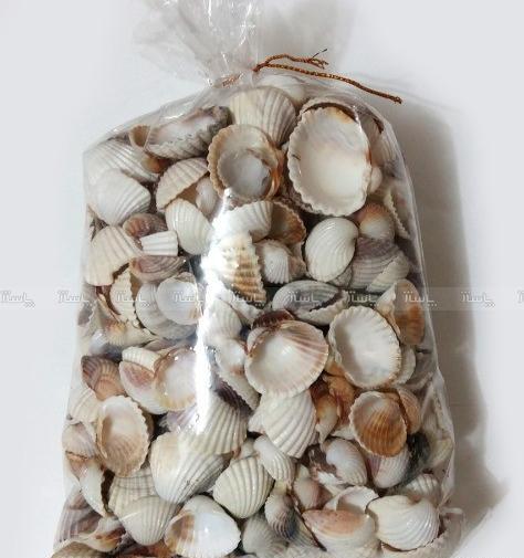 دانلود عکس صدف گوش ماهی