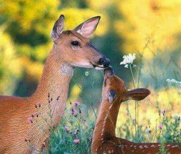 عکس اهو خوشگل