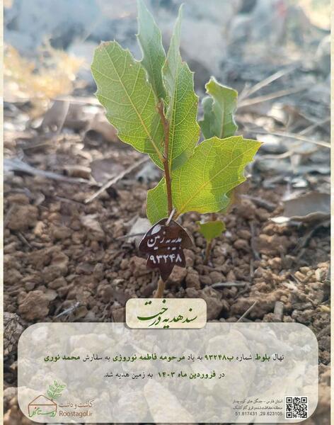 عکس فاطمه نوروزی