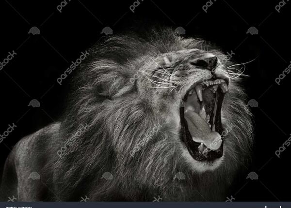 عکس مرد آلفا