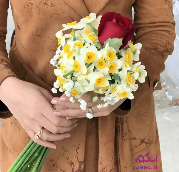 عکس گل نرگس رز