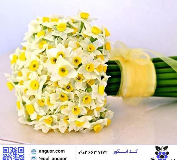 عکس گل نرگس رز