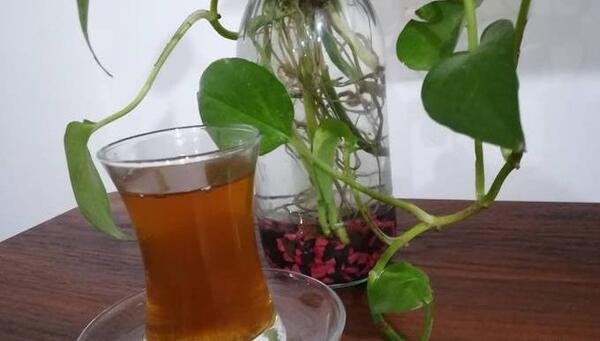 عکس دمنوش اویشن