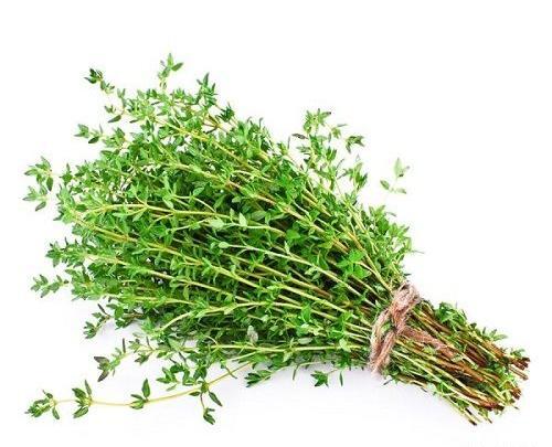 عکس دمنوش اویشن