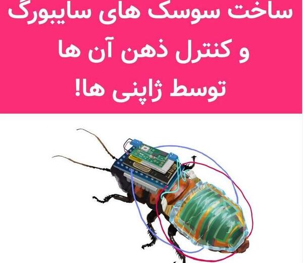 عکس سوسک کنترلی
