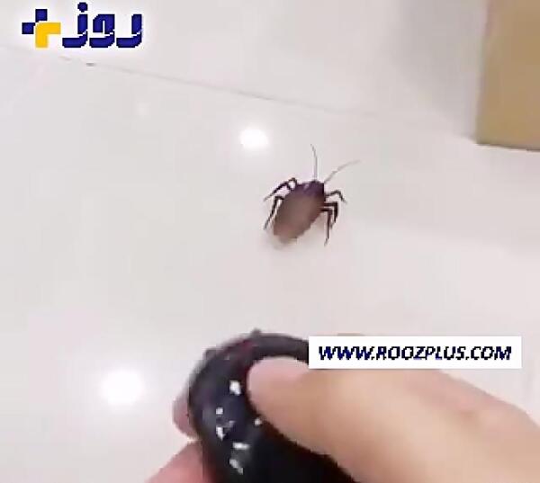 عکس سوسک کنترلی