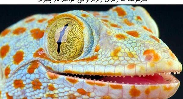 عکس مارمولک عکس مارمولک