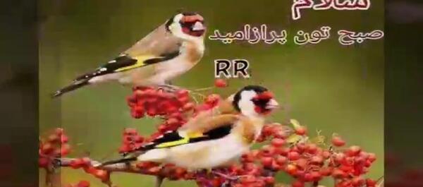 عکس تصاویر صبح بخیر با آهنگ
