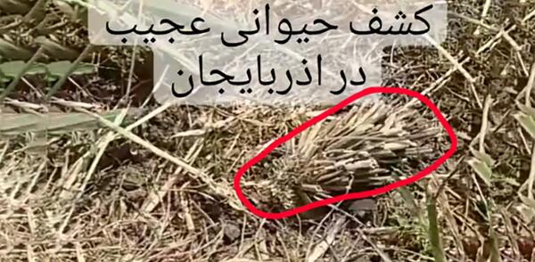 عکس حیوانات تازه کشف شده