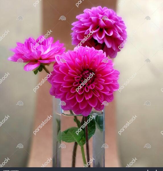 عکس شاخه گلهای زیبا برای پروفایل