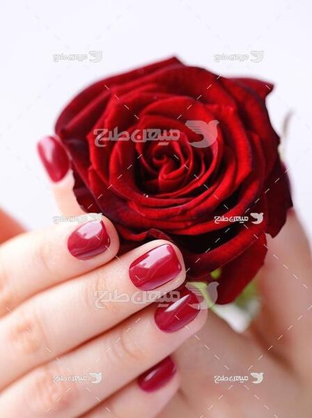 عکس شاخه گلهای زیبا برای پروفایل