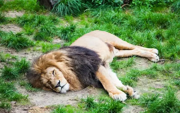 عکس خواب شیر