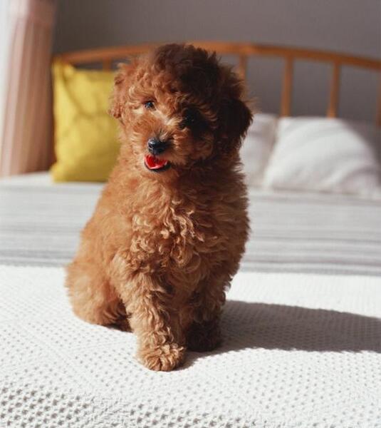 عکس سگ پشمالو زرد