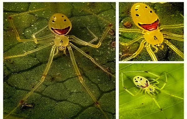 عکس عنکبوت زشت