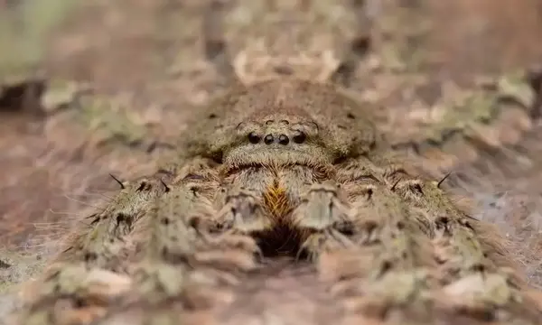 عکس عنکبوت زشت