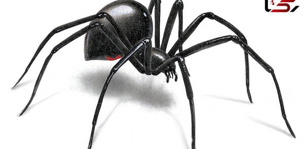 عکس عنکبوت زشت