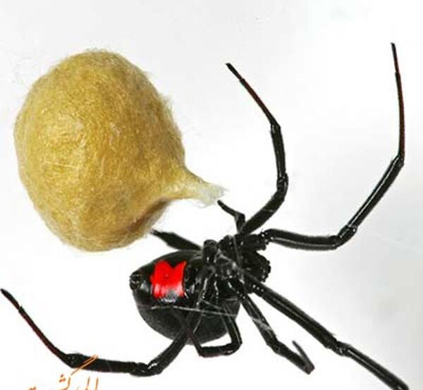 عکس عنکبوت زشت