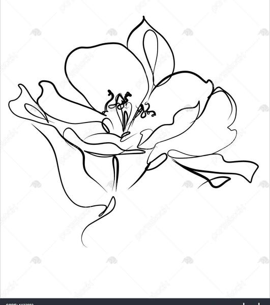 عکس نقاشی گل پیونی