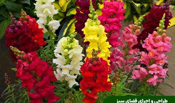 عکس گل میمون وحشی