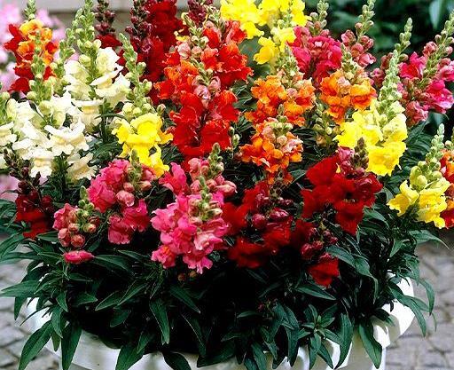 عکس گل میمون وحشی