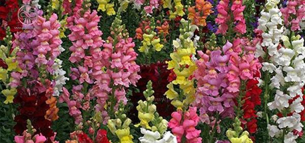 عکس گل میمون وحشی