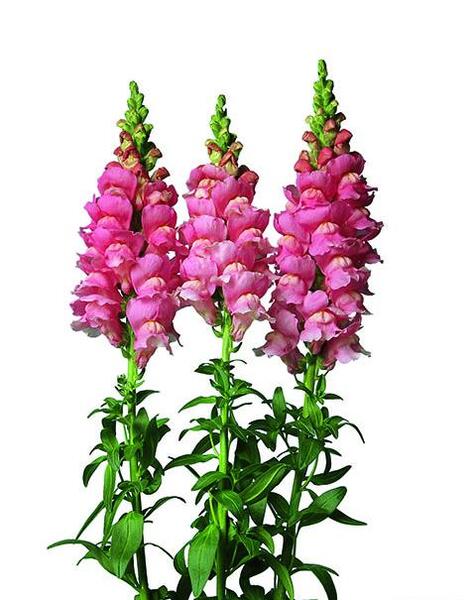 عکس گل میمون وحشی