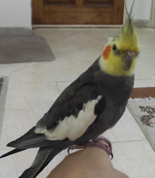 عکس عروس هلندی کچل