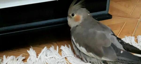 عکس عروس هلندی کچل