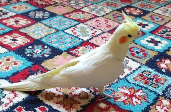 عکس عروس هلندی کچل