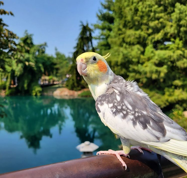 عکس عروس هلندی کچل