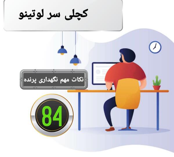 عکس عروس هلندی کچل