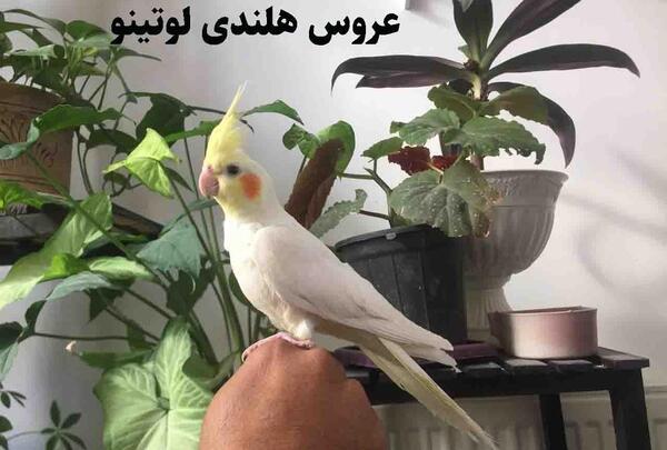عکس عروس هلندی کچل