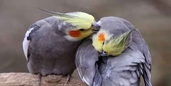 عکس عروس هلندی کچل