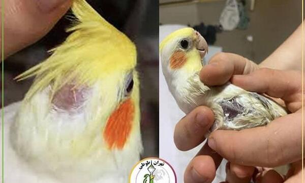 عکس عروس هلندی کچل