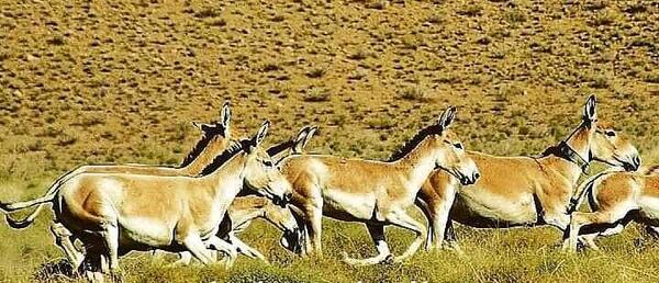 عکس از گورخر ایرانی