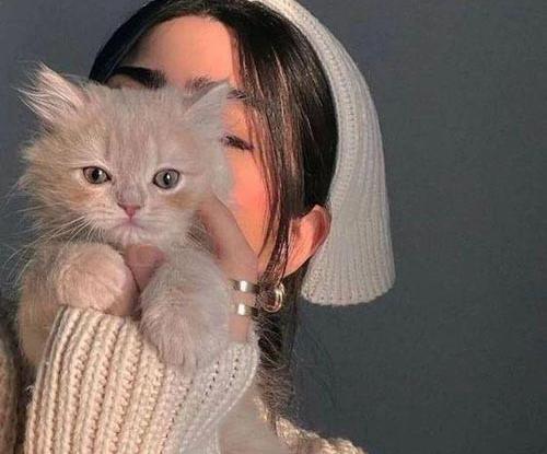 عکس گربه فیک برای پروفایل
