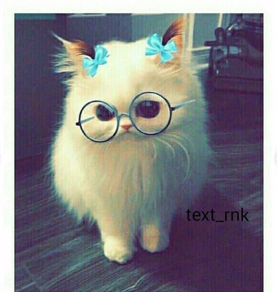 عکس گربه فیک برای پروفایل