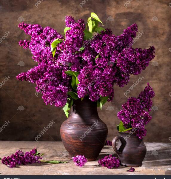 عکس یاس بنفش