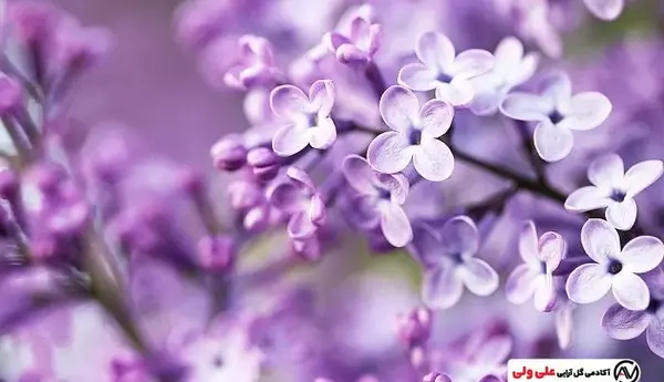 عکس یاس بنفش
