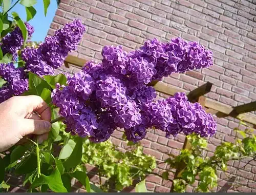 عکس یاس بنفش