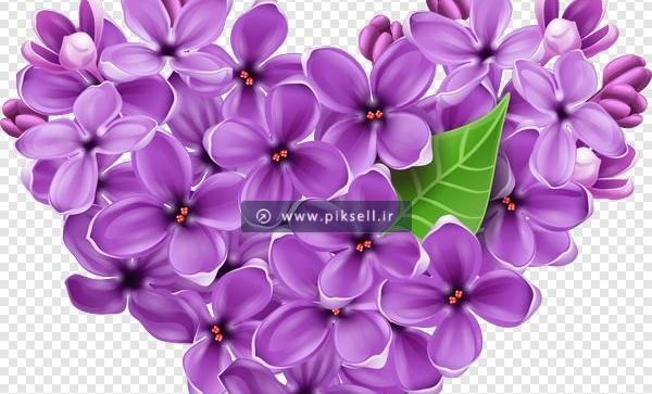 عکس یاس بنفش