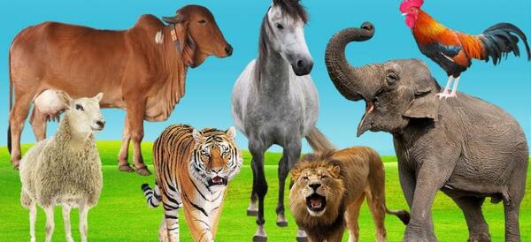 عکس کودک حیوانات