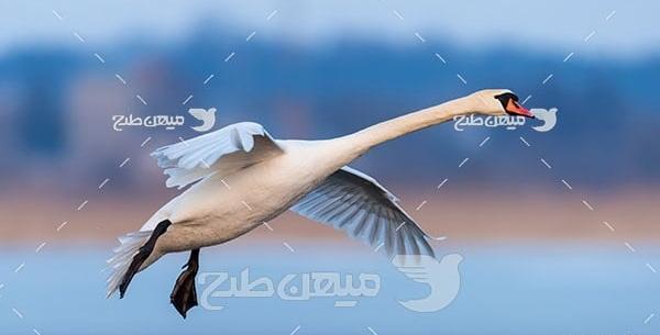 عکس سفید قو