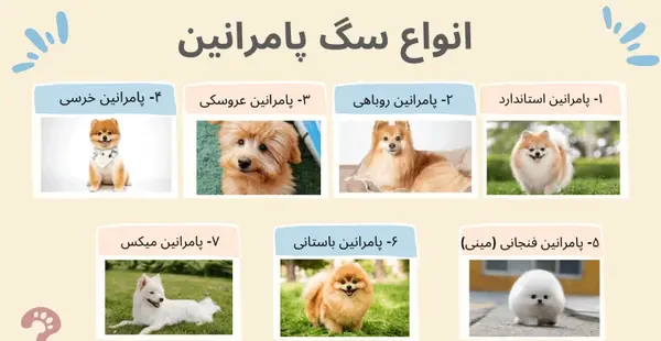 عکس سگ پامرانین زیبا