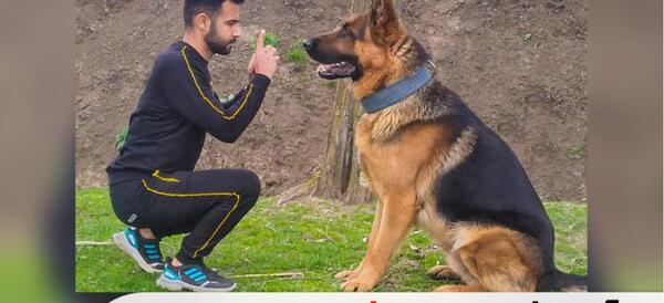 عکس سگ ژرمن خانگی توله