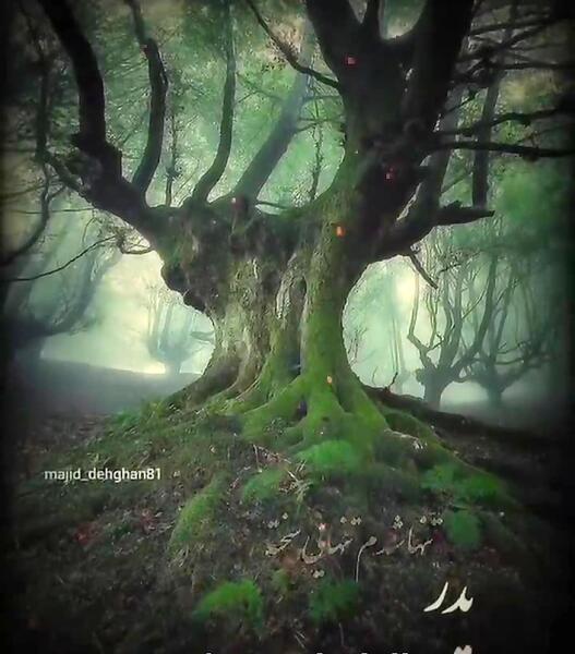 عکس نوشته پدر تنها شدم تنهایی سخته