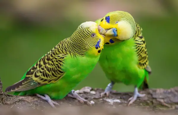 عکس مرغ عشق ماده بالغ