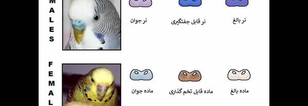 عکس مرغ عشق ماده بالغ