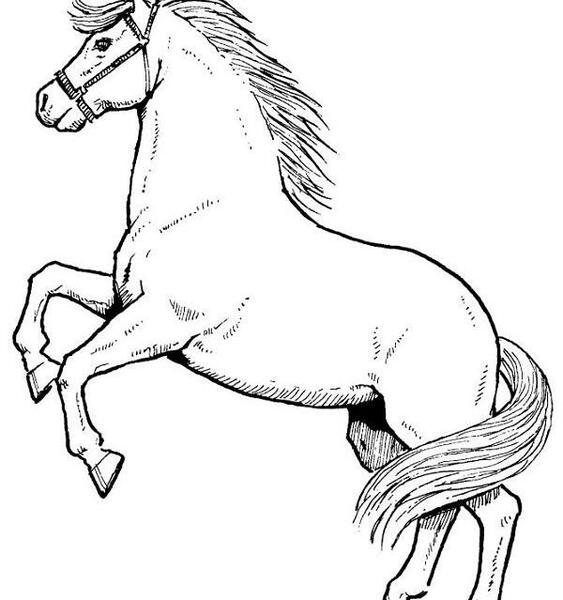 عکس اسب بچه گانه