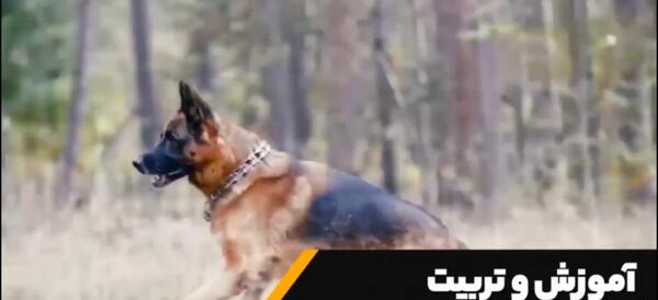 عکس سگ ژرمن بزرگ وحشی